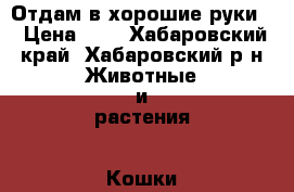 Отдам в хорошие руки  › Цена ­ 1 - Хабаровский край, Хабаровский р-н Животные и растения » Кошки   . Хабаровский край